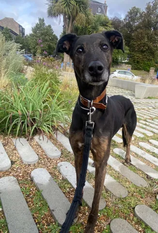 Sparky, Lurcher, Male, Approximately 10 Years Old, Brindle, Large, Short Hair