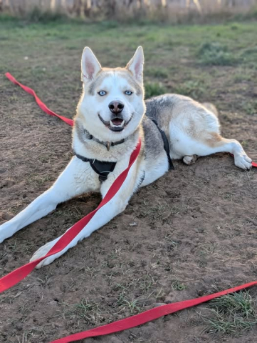 Nico, Husky, Male, Approximately 4-5 years old, Tan White and Grey, Large, Dense Short Haired