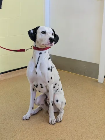 Marshall, Dalmatian, Male, 2 Years Old, White & Black, Large, Short Hair