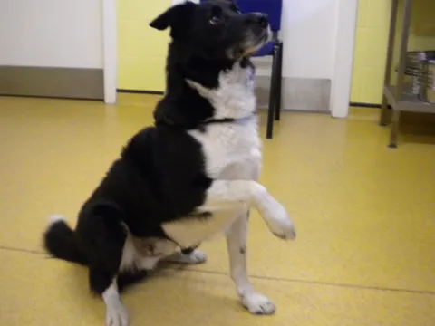 Charlie (2013) Image