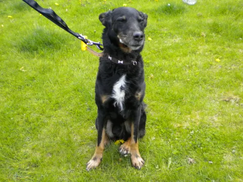 Rex, Mongrel, male, aged around 7-9 years, tri colour, short hair, small.