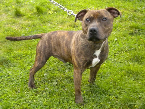 Charlie (2014) Image