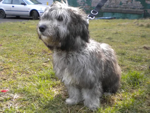 Charlie (2015) Image