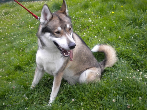 Nanook (2015) Image