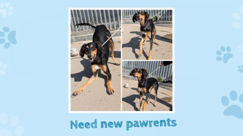 Reggie, Saluki type, male, 8 months old, black and tan, semi long hair. Reggie, Saluki type, male, 8 months old, black and tan, semi long hair.