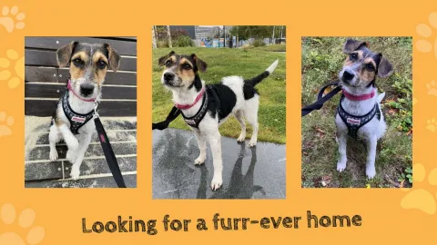 Rose, Jack Russell, Female, 6 Months Old, Tri Colour, Small, Rough Hair