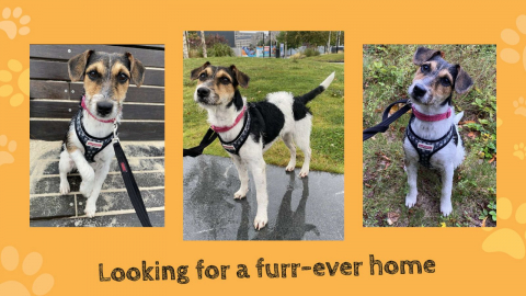 Rose, Jack Russell, Female, 6 Months Old, Tri Colour, Small, Rough Hair Rose, Jack Russell, Female, 6 Months Old, Tri Colour, Small, Rough Hair