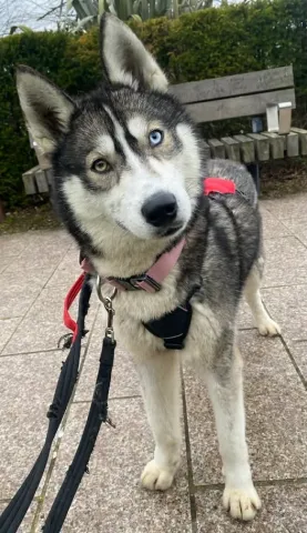 Siren, Husky, Female, 1 Year Old, White and Black Sable, Medium, Short Dense Coat. 