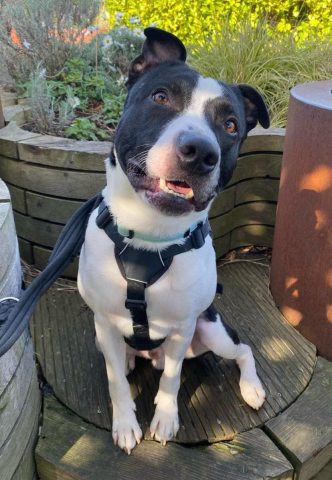Snoopy, Cross Staffie, male, 3 and a half years old, black & white, short hair, medium. Snoopy, Cross Staffie, male, 3 and a half years old, black & white, short hair, medium.