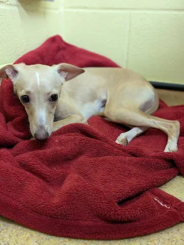 Sophie, Whippet cross Chihuahua, Female, 8 Months Old, Fawn & White, Small, Short Hair.
