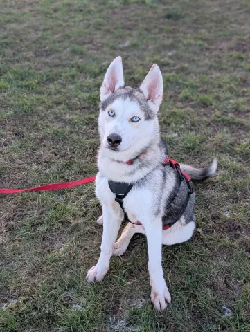 Wolfie, Husky, Male, Approximately 1 -2 Years Old, White & Grey, Large, Long Coat. 