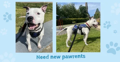 Ziggy, Staffordshire Bull terrier, Male,  Approximately 10 – 12 years old, White, small to medium, short hair. 