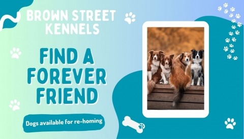 Looking for a forever friend?