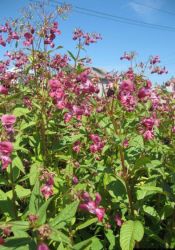 Himalayan Balsam