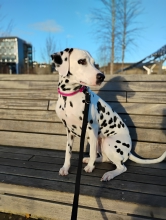 Belle, Dalmatian, female, 2 years 6 months old, white and black, short hair, medium.