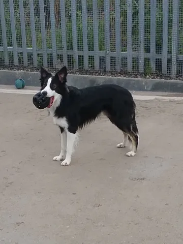 Buddy, Collie, male, aged 14 months, tri colour, semi long hair, med size