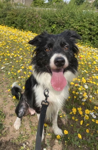 Floss, Collie, Female, Approximately 5 years old, Black and White, Long Hair