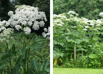 Giant Hogweed