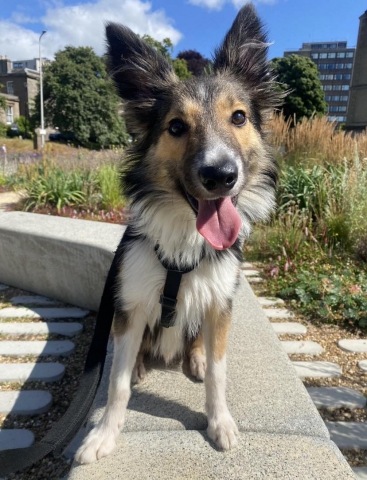 Haggis, Collie, Male, Approximately 6 months old, Tri colour, Long Hair