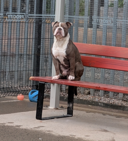 Hugo, Bull Dog type, Approximately between 2 and 4 years old, male, brown and white, short hair, medium