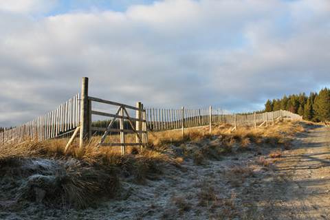 Deer fencing