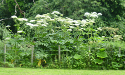 Giant Hogweed Plants