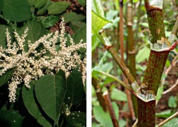 Japanese Knotweed