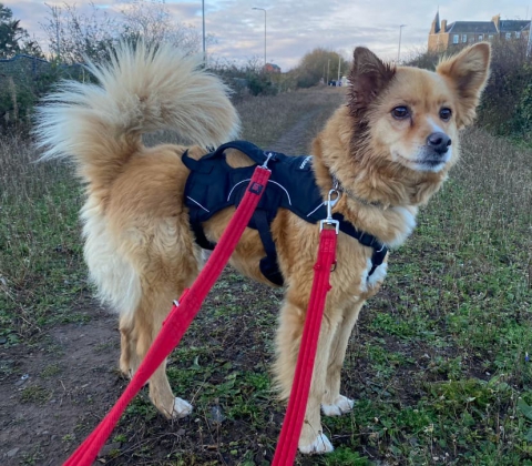 Jazz, Cross Breed, female, 9 years old, tan and white, long hair, medium.