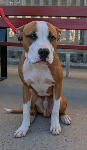 Kash, Cross Staffie, male, 6 months old, tan and white, short hair, medium.