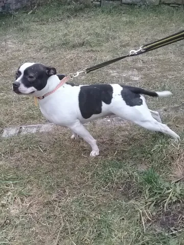 Kristie (2018) Image