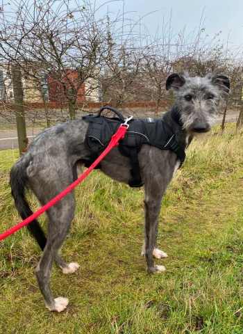 Larry, Lurcher, male, approximately between 1 and 2 years old, grey and white, semi long rough coat, medium to large.