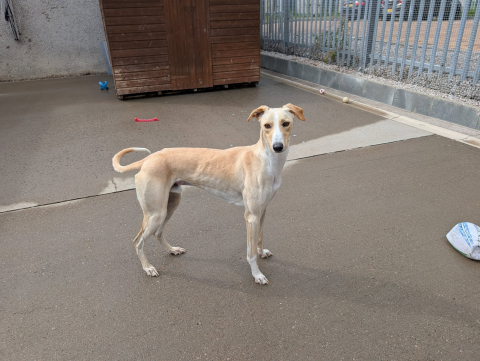 Max, Lurcher, Male, Approximately 2 years and 8 months old, Fawn & White, Large, Short Hair. Max, Lurcher, Male, Approximately 2 years and 8 months old, Fawn & White, Large, Short Hair.