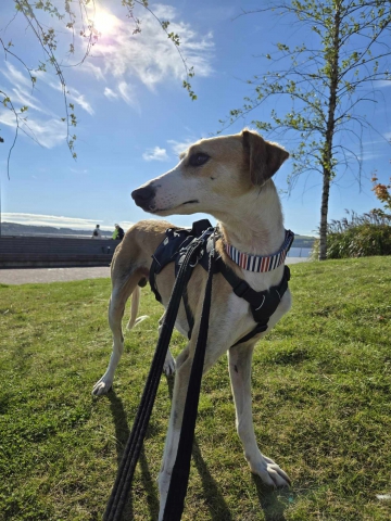 Leto, Lurcher, male, approximately 3-4 years old, fawn and white, large, short hair.