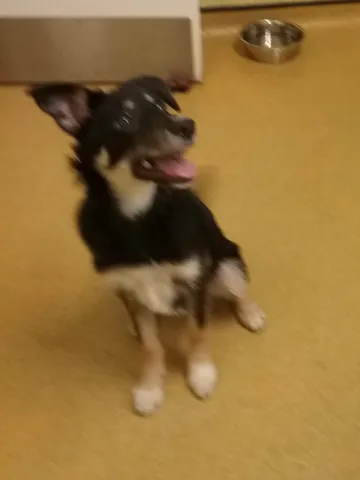 Myla, Collie, female, aged 5 months, tri colour, semi long hair, med size.