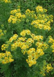 Ragwort