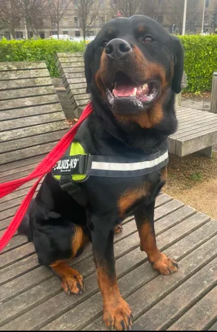 Ralph, Rottweiler, male, 2 years old, black and tan, short hair, large