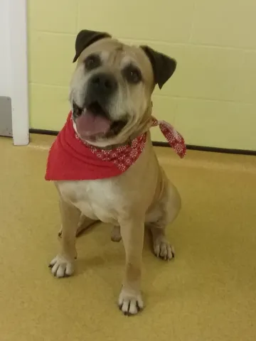 Razor, Cross Bull Mastiff, male, aged 7 years, tan and white, short hair, very large.