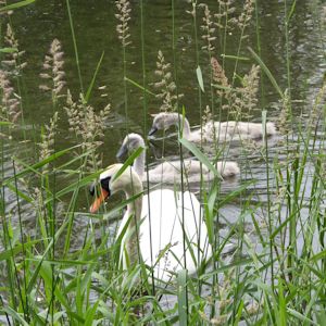 Trottick Mill Ponds