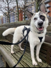 Sparrow, cross breed, male, Approximately 1 year old, white/grey and black, large, long hair.