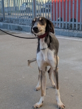 Nero, Saluki, male, 2 years old, black tan and white, short hair, large.