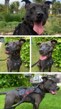 Rocky, Cross Staffie, male, not neutered, 5 years old, black/brown, medium, short hair.