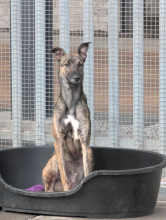 Flynn, Lurcher, Male, 1 Year Old, Brindle, Large, Short Hair. 