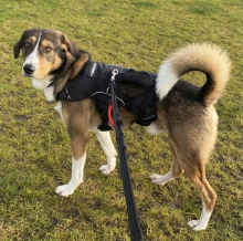 Reggie, Cross Breed, Approximately 3 to 5 Years Old. Male, Tri Colour, Medium to Large, Semi Long Hair.