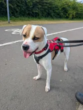 Billy, American Bulldog Type, Male, White & Tan with One White Eye, Large, Short Hair