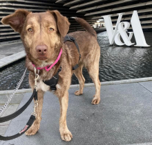 Cici, Mongrel, female, 1 year old, brown and white, short hair, medium