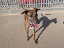 Mickey, Lurcher, male, approximately 1-2 years old, brindle and white, short hair, medium.