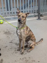 Rodney, Lurcher, Male, Approximately Between 1 & 2 Years Old, Light Brindle & White, Large, Short Haired. 