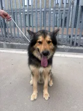 Sam, Cross German Shepherd, Male, 2 Years Old, Black & Tan, Large, Semi Long Hair
