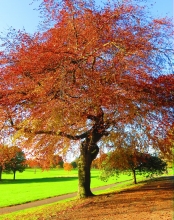 Tree in Balgay Park