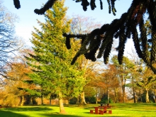 Picnic bench in Camperdown Park